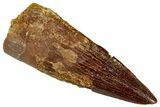 Juvenile Fossil Spinosaurus Tooth - Real Dinosaur Tooth #348701-1
